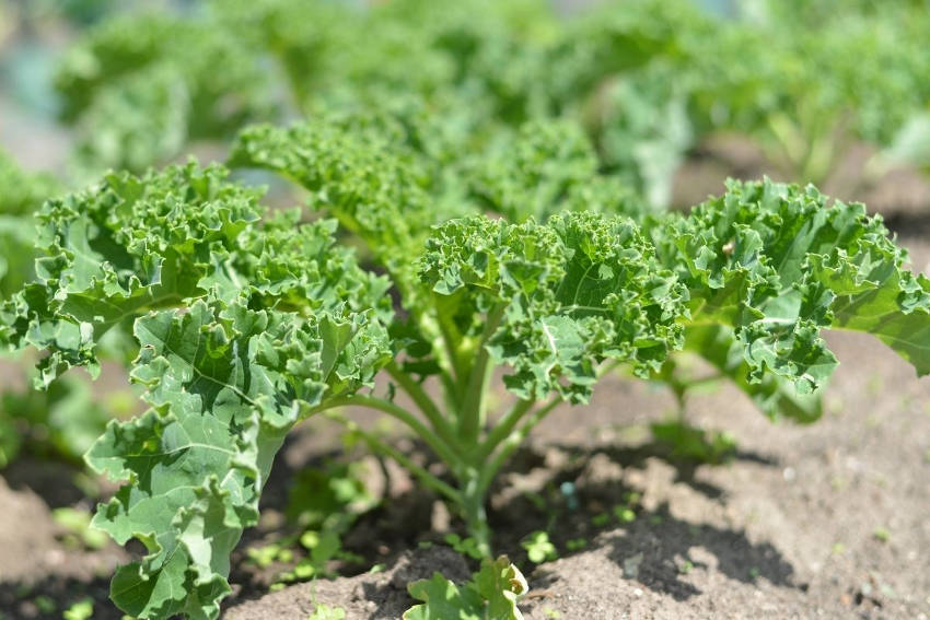 Kale Plant 2